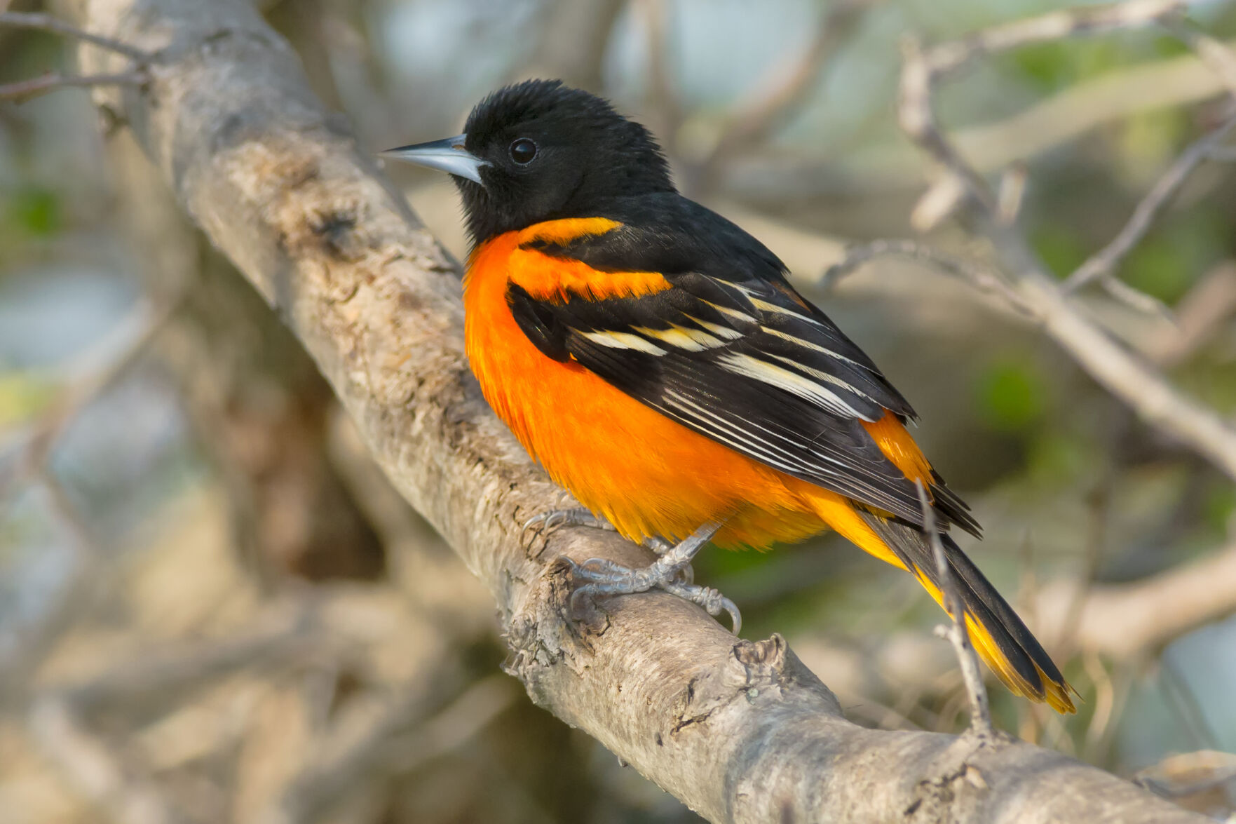 Baltimore Oriole